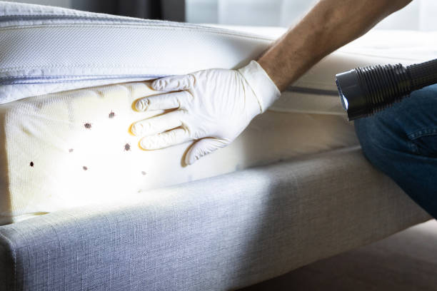 Best Affordable Pest Control Services  in Kirksville, MO