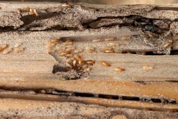 Wasp Removal Services in Kirksville, MO